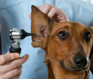 vet-examining-dog-ear