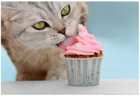 Cat relishing a cupcake