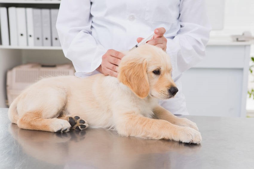 WHAT IS PARVOVIRUS ENTERITIS & HOW CAN YOU PREVENT IT